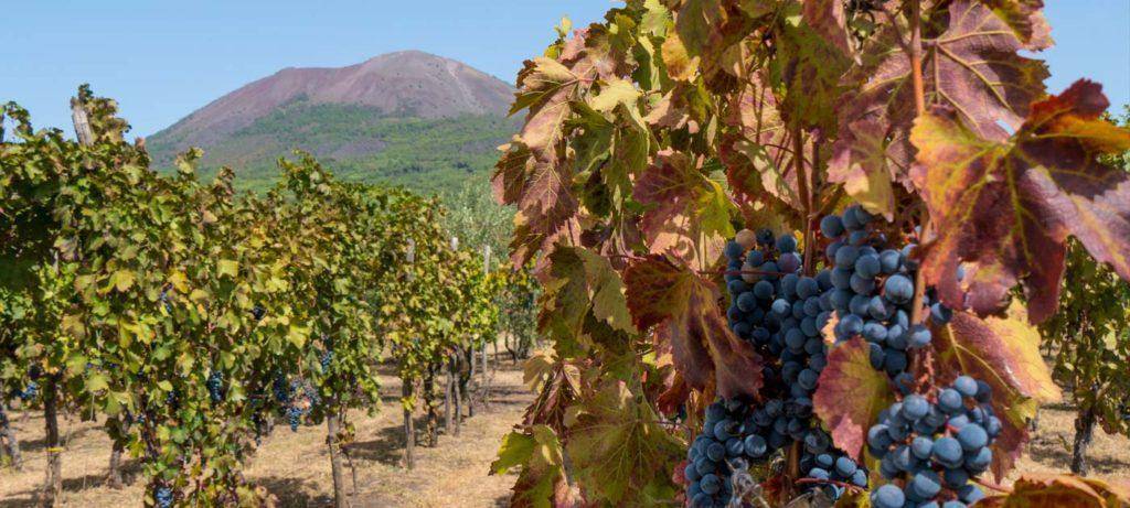 Exploring the time-captured streets of Pompeii, conquering the heights of Mount Vesuvius, and toasting to the day's adventures at a picturesque winery. A private tour that blends history, nature, and the exquisite flavors of the Campania region.