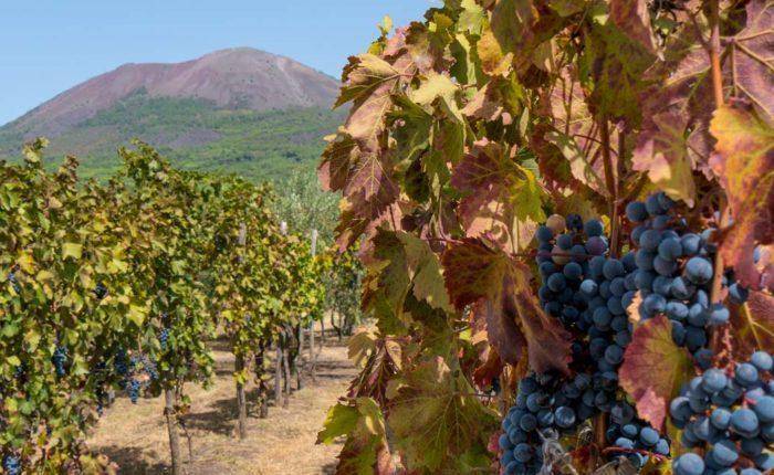 Exploring the time-captured streets of Pompeii, conquering the heights of Mount Vesuvius, and toasting to the day's adventures at a picturesque winery. A private tour that blends history, nature, and the exquisite flavors of the Campania region.